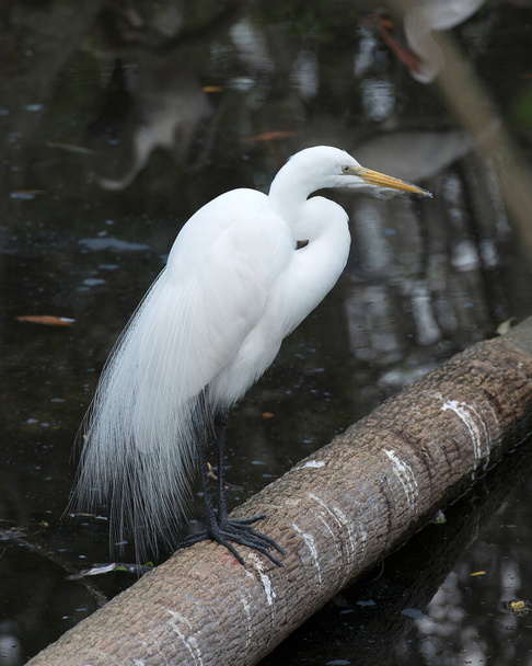 Great White Egret bird standing on a log with a black background while exposing its body, beak, eye, neck, black legs, white feathers plumage in its environment and surrounding. - Photo, image