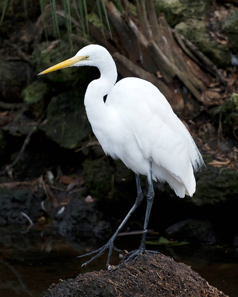 Great White Egret close-up profile view perched on a log by the water with a bokeh background in its environment and surroundig. - Foto, Imagen