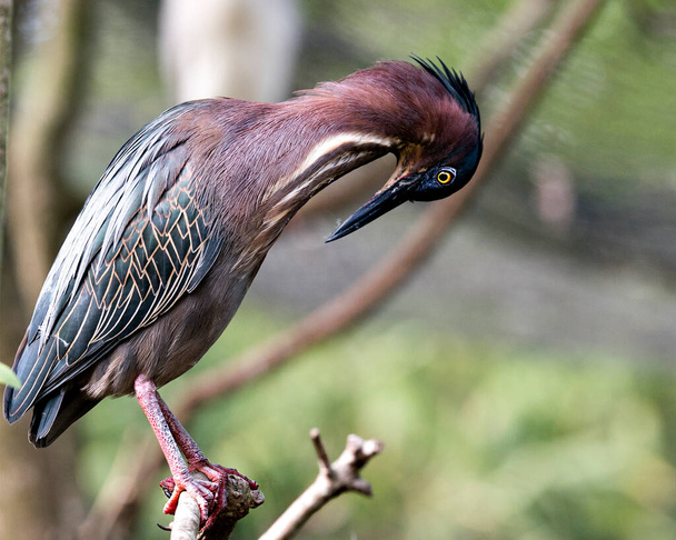 Green Heron bird close-up profile view perched on a branch displaying blue feathers, body, beak, head, eye, feet with a bokeh background in its environment and surrounding. - Фото, изображение