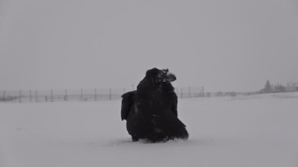 Raven in snow storm slow motion fly away Iceland - Footage, Video