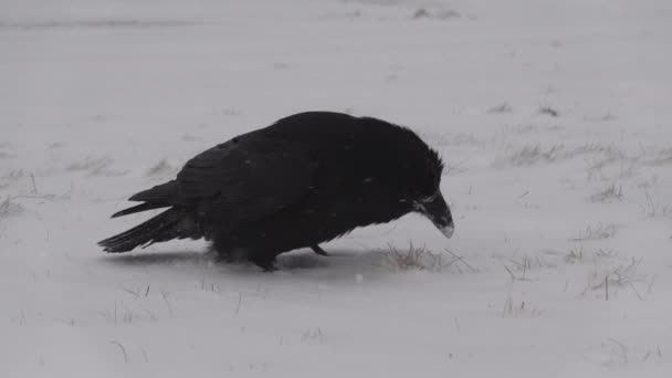 Raven forrageando na neve voando de perto câmera lenta
 - Filmagem, Vídeo