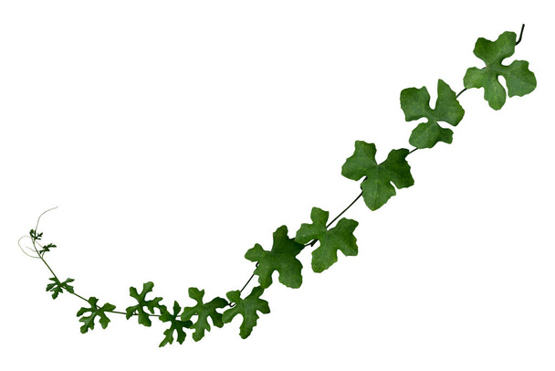 vine plant isolated on white background. Clipping path - Photo, Image