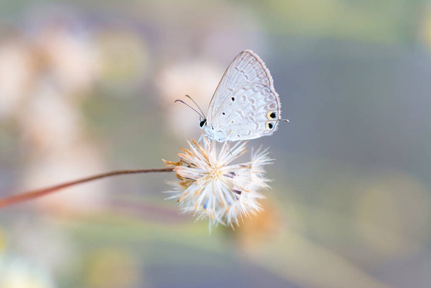 vlinder op bloem in de natuur - Foto, afbeelding