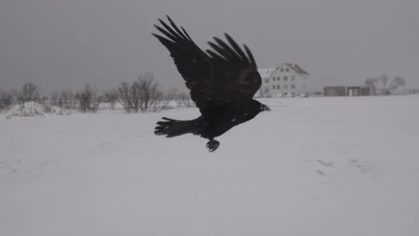 Raven flying close up Reykjavik Iceland neighborhood - Footage, Video