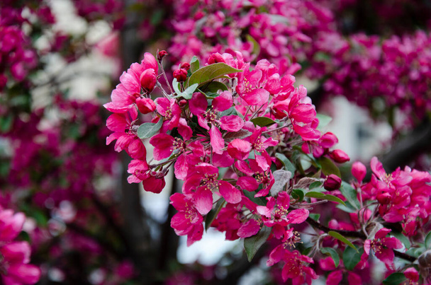美しい花の写真。野生のリンゴのピンクの明るい開花木、クラブリンゴ。春の自然花の背景. - 写真・画像