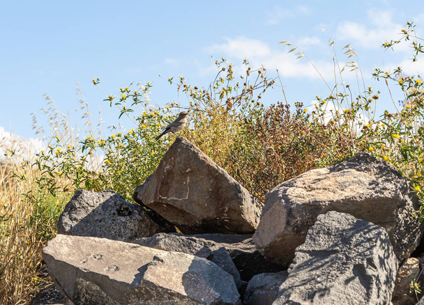Gorrión de los árboles sentado en una piedra en ruinas del griego - ciudad romana del siglo III aC - el siglo VIII dC Hippus - Susita en los Altos del Golán cerca del Mar de Galilea - Kineret, Israel
 - Foto, Imagen