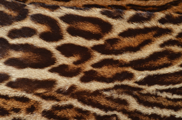 Леопардовый мех
 - Фото, изображение