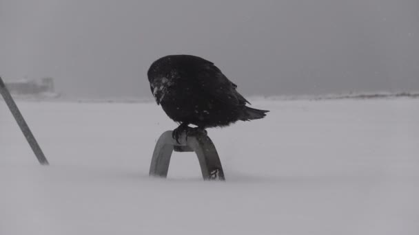 Raven σκαρφαλωμένο σε μεταλλικό φράχτη κλείσει αργή κίνηση Ισλανδία - Πλάνα, βίντεο