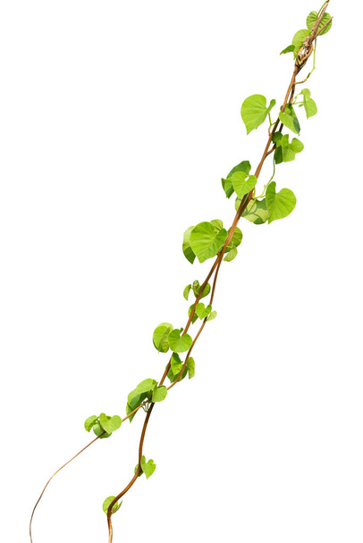 vine plant climbing isolated on white background. Clipping path - Photo, Image