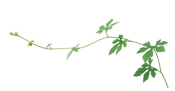 vine plant climbing isolated on white background. Clipping path - Photo, Image