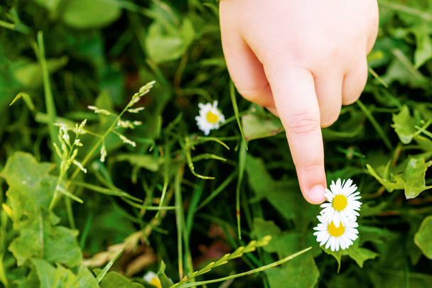 Çocuk parmağının açık havada papatya çiçeklerine nazikçe dokunuşunun en üst görüntüsü. Boşluğu kopyala. - Fotoğraf, Görsel