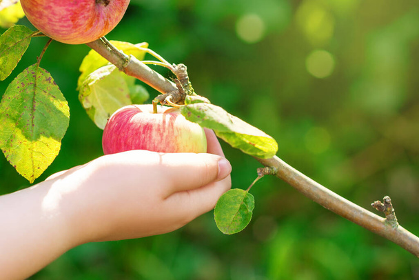 Zamknij rękę dziecka zbierającego czerwone dojrzałe jabłko na drzewie w ogrodzie. Zbiory jabłek. - Zdjęcie, obraz