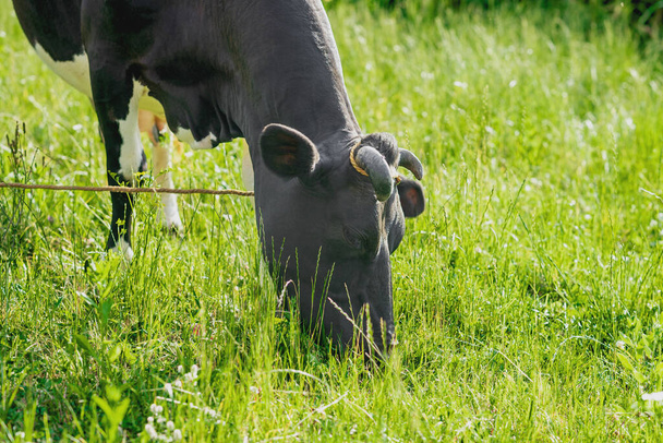 Zwarte koe grazen op grasland in de zomer. - Foto, afbeelding