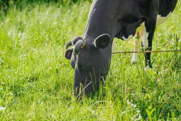 Donkere koe grazend op groen grasland in weiland. Landbouwconcept. - Foto, afbeelding