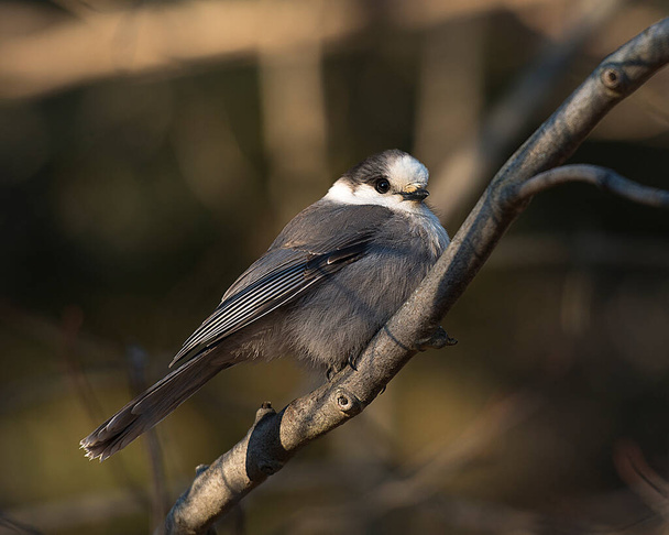 Pássaro cinzento Jay empoleirado em um galho de árvore enquanto expõe seu corpo, cabeça, olho, bico, cauda, plumagem com um fundo desfrutando de seu entorno e ambiente na temporada de inverno
. - Foto, Imagem