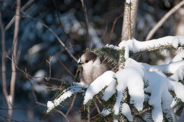 Γκρίζο πουλί Jay σκαρφαλωμένο σε ένα κλαδί δέντρου, ενώ εκθέτει το σώμα, το κεφάλι, το μάτι, το ράμφος, την ουρά, το φτέρωμα με φόντο απολαμβάνοντας το περιβάλλον και το περιβάλλον του κατά τη χειμερινή περίοδο. - Φωτογραφία, εικόνα
