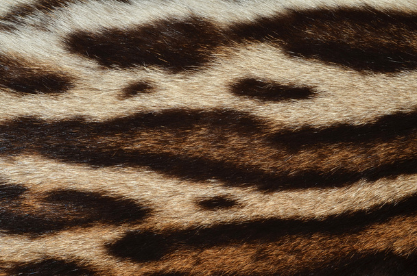 Ocelot γούνα μοτίβο - Φωτογραφία, εικόνα