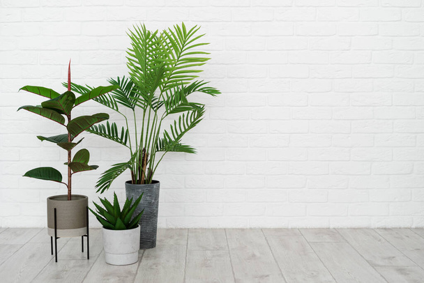 Concept of new apartment. Empty modern room with minimal interior, green natural houseplant in flower pot standing on floor against white brick wall with copy space - Photo, Image