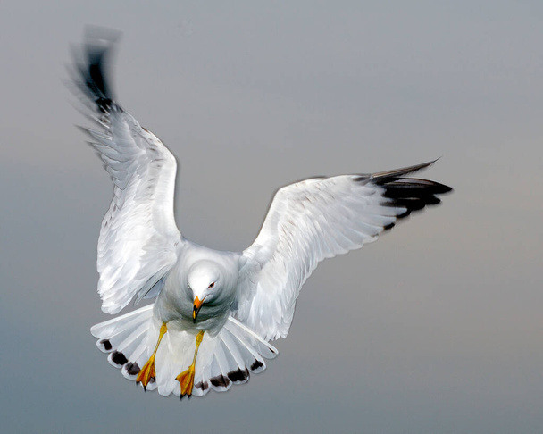 Sea Gull bird flying with a blue sky while exposing its body, head, beak, eye, feet, spread wings, white plumage with a blue sky background. - Фото, зображення