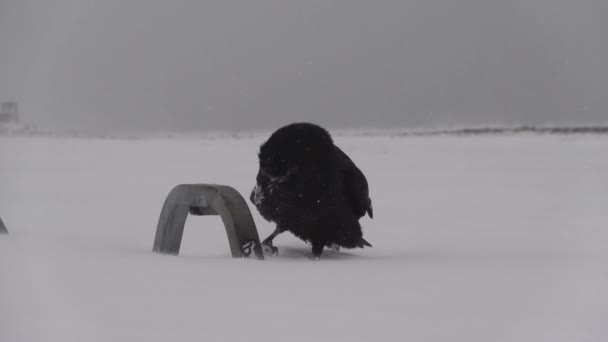 Raven in blowing snow slow motion close up Iceland - Footage, Video