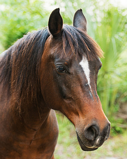 Cabeza de caballo tiro vista de perfil lateral de primer plano con un fondo borroso. - Foto, Imagen