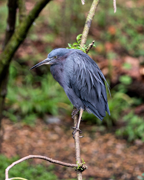 Μικρή Blue Heron πουλί close-up προβολή προφίλ σκαρφαλωμένο εκθέτοντας το σώμα του, το κεφάλι, ράμφος, μάτι, φτέρωμα, πόδια. - Φωτογραφία, εικόνα