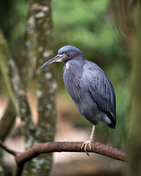 Little Blue Heron bird close-up profile view perched exposing its body, head, beak, eye, plumage, feet. - Фото, зображення