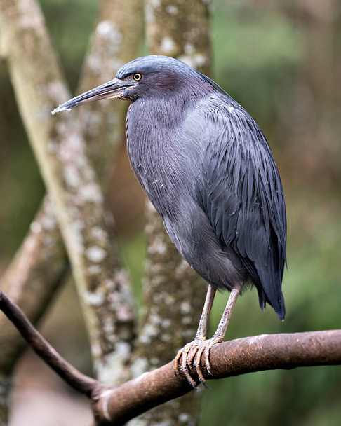 Little Blue Heron bird close-up profile view perched on a branch looking to the left with a bokeh background in its environment and surrounding. - Photo, image