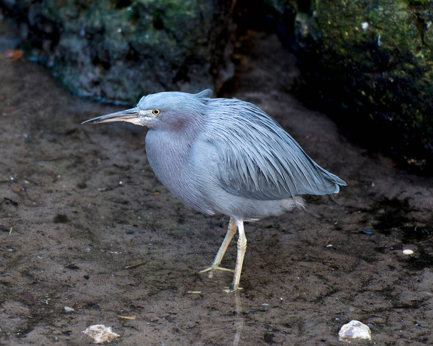 Litle Blue Heron πουλί γκρο πλαν προβολή προφίλ στο έδαφος εκθέτοντας μπλε φτερά φτέρωμα, κεφάλι, ράμφος, μάτι, φτέρωμα, τα πόδια στο περιβάλλον του και γύρω. - Φωτογραφία, εικόνα