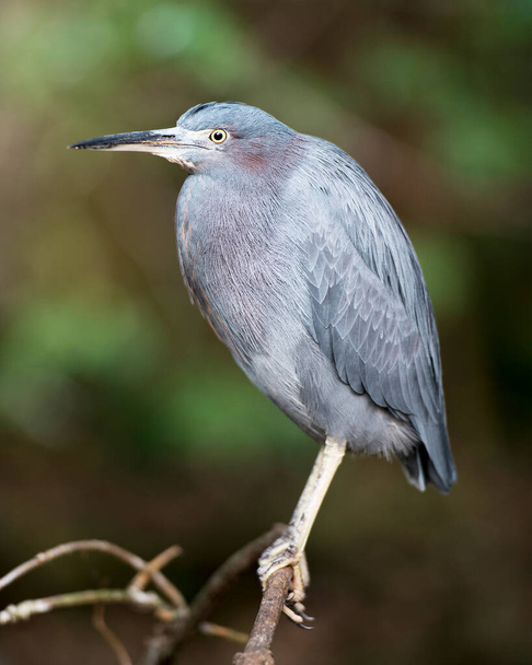 Little Blue Heron bird close-up profile view perched exposing its body, head, beak, eye, plumage, feet. - Фото, изображение