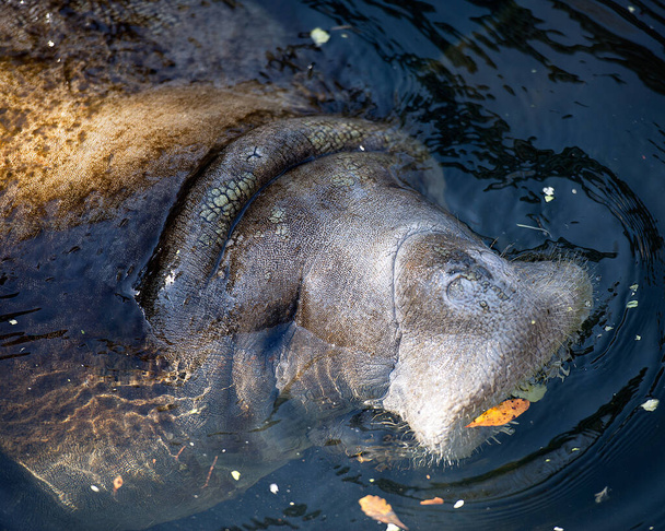 Manatí vista de primer plano del perfil de la cabeza en el agua comiendo en su entorno y hábitat disfrutando de la cálida salida de agua del río Florida. - Foto, Imagen