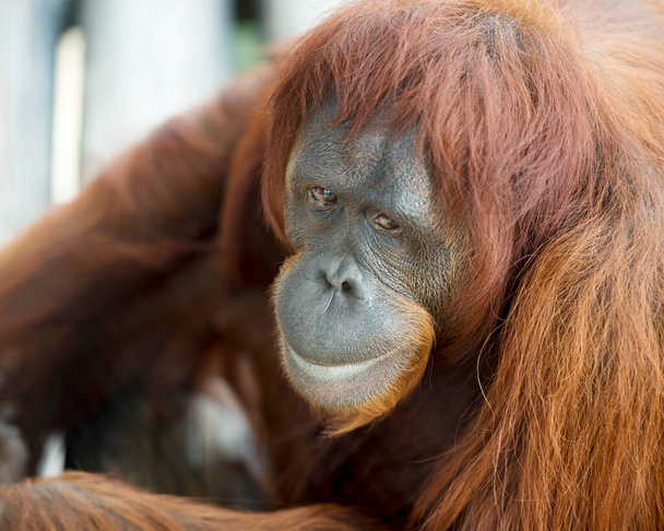 Orangutan Monkey głowa zwierzęcia strzał zbliżenie profil widok patrząc na ciebie z jego twarzy, oczu, nosa, ust i rudych włosów. - Zdjęcie, obraz