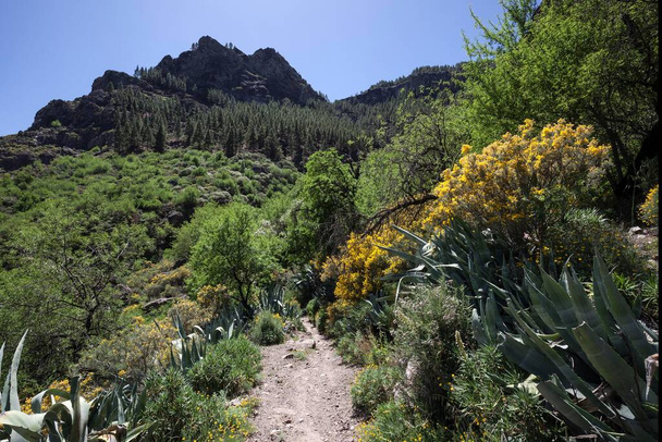 View from a hiking trail below Roque Nublo of flowering vegetation, Gran Canaria, Canary Islands, Spain, Europe - Foto, afbeelding