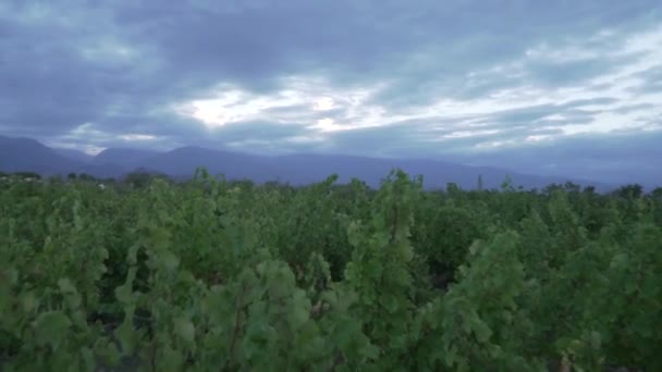 Mendoza Arjantin 'in Uco Vadisi' ndeki üzüm bağları bulutlu bir bahar gününde. - Video, Çekim