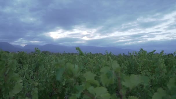 曇りの春の日にアルゼンチンのメンドーサ市のウコバレーのブドウ畑. - 映像、動画