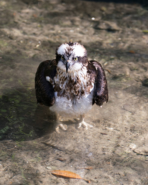 Osprey ptak zbliżenie profil widok siedzący na gałęzi z bokeh tło wyświetlające brązowe pióra, jeden rozłożone skrzydła, oczy, dziób, szpony, w jego otoczeniu i środowisku. - Zdjęcie, obraz