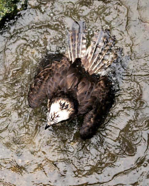オスプレイ鳥のクローズアップ概要プロフィール、空中の視点、茶色の羽、広がり翼、白い頭、くちばし、その周囲と環境を示す水の背景を持つ水の中で. - 写真・画像
