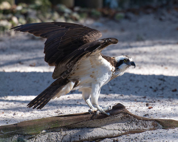 Osprey Bird profile view with spread wings, in its surrounding and environment. - Foto, immagini