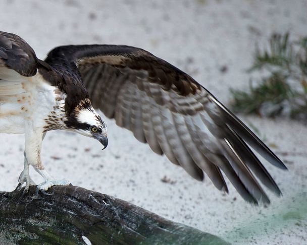 Osprey ptak zbliżenie profil widok siedzący na gałęzi z bokeh tło wyświetlające brązowe pióra, jeden rozłożone skrzydła, oczy, dziób, szpony, w jego otoczeniu i środowisku. - Zdjęcie, obraz
