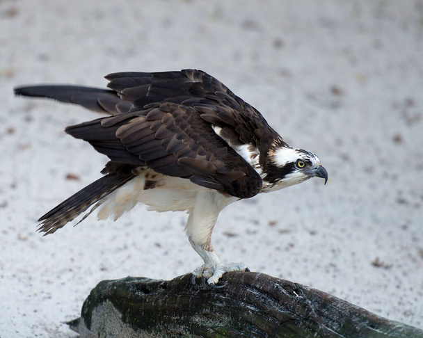Osprey ptak zbliżenie profil widok wyświetlający rozłożone skrzydła, dziób, oko, szpony, brązowe pióra upierzenie w jego otoczeniu i środowisku. - Zdjęcie, obraz