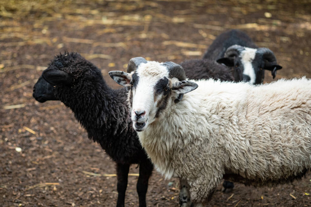 Yürüyüşe çıkmış bir koyun sürüsü, otluyor. Beyaz ve kara koyun - Fotoğraf, Görsel
