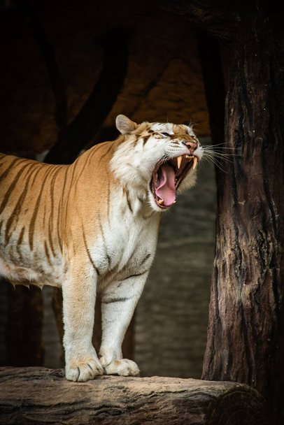 Золотой тигр Табби является крайне редкой разновидностью этой экзотической дикой кошки, а не отдельным подвидом
 - Фото, изображение