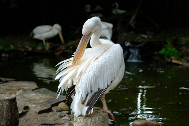 λευκό πελεκάνος καθαρίζει τα φτερά στο νερό - Φωτογραφία, εικόνα