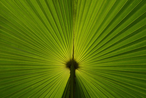 Takaisin näkymä rakenne palmunlehtiä, Näyttää säde linja - Valokuva, kuva