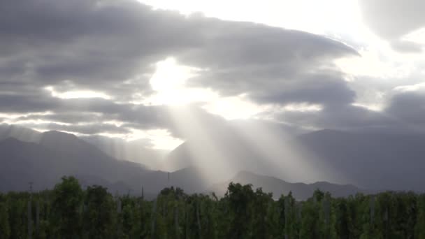 Wijngaarden in de Uco-vallei in de stad Mendoza Argentina op een bewolkte lentedag. De zon probeert binnen te komen op het wijngaardveld met zijn stralen - Video