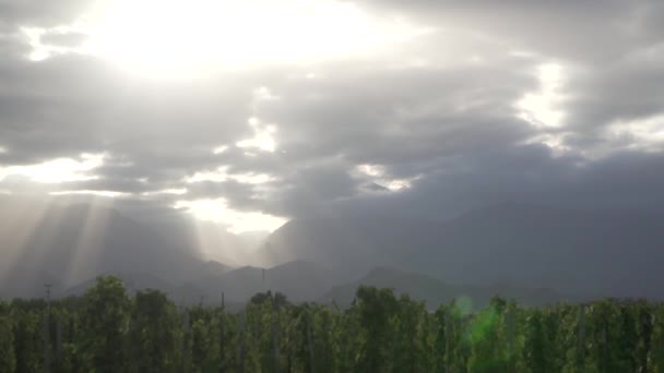 Αμπελώνες στην κοιλάδα Uco στην πόλη της Μεντόζα της Αργεντινής σε μια συννεφιασμένη ανοιξιάτικη μέρα. - Πλάνα, βίντεο