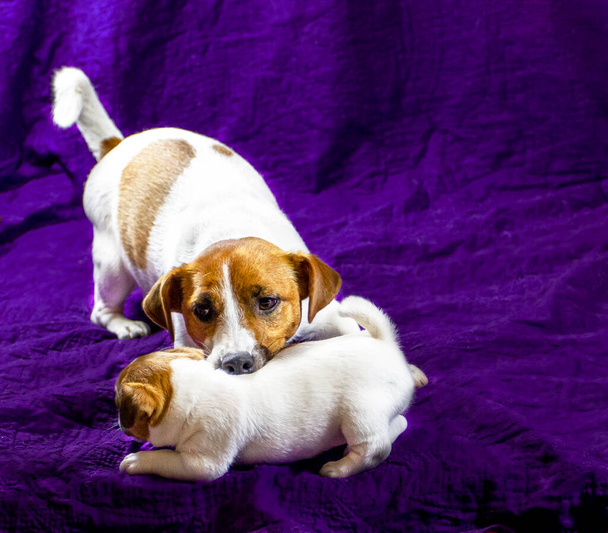 lactating female jack russell terrier is playing with his puppy grabbing his withers on a dark blue background. Motherhood - Photo, Image