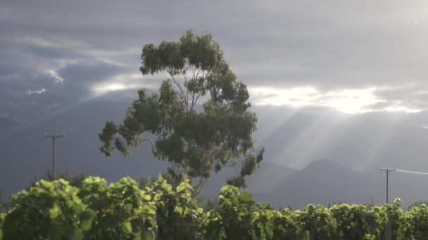 Wijngaarden in de Uco-vallei in de stad Mendoza Argentina op een bewolkte lentedag. De zon probeert binnen te komen op het wijngaardveld met zijn stralen - Video