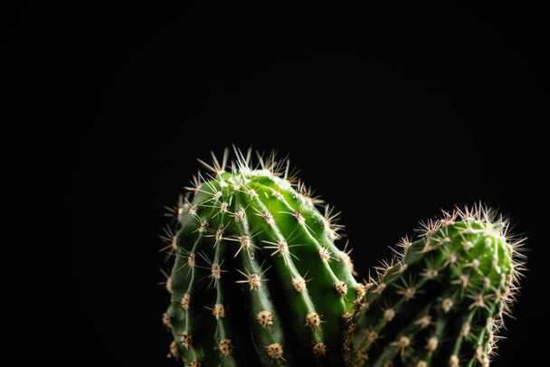 dekorativní kaktus v hrnci na černém pozadí s prostorem pro text - Fotografie, Obrázek