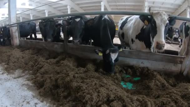 Vaches dans une ferme d'élevage. Vaches à lait dans l'étable de la ferme
. - Séquence, vidéo